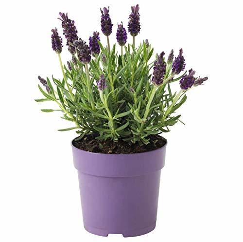 Social Lavanda Natural Planta en Maceta Pequeña 10cm Planta Ornamental y Decorativa