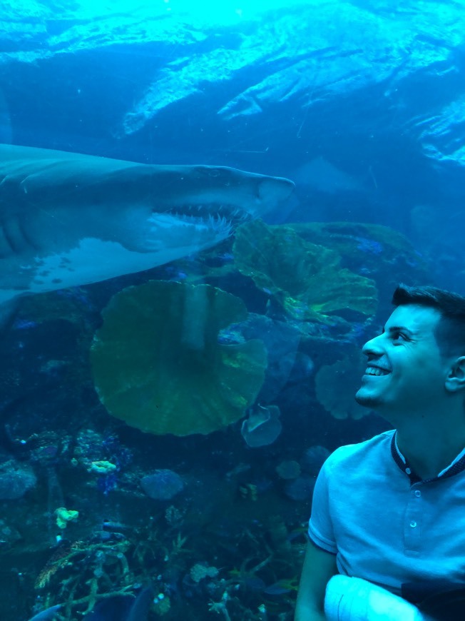 Place Dubai Aquarium & Underwater Zoo