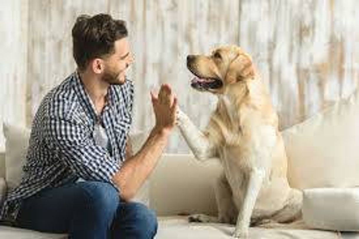 Como EDUCAR a tu PERRO
