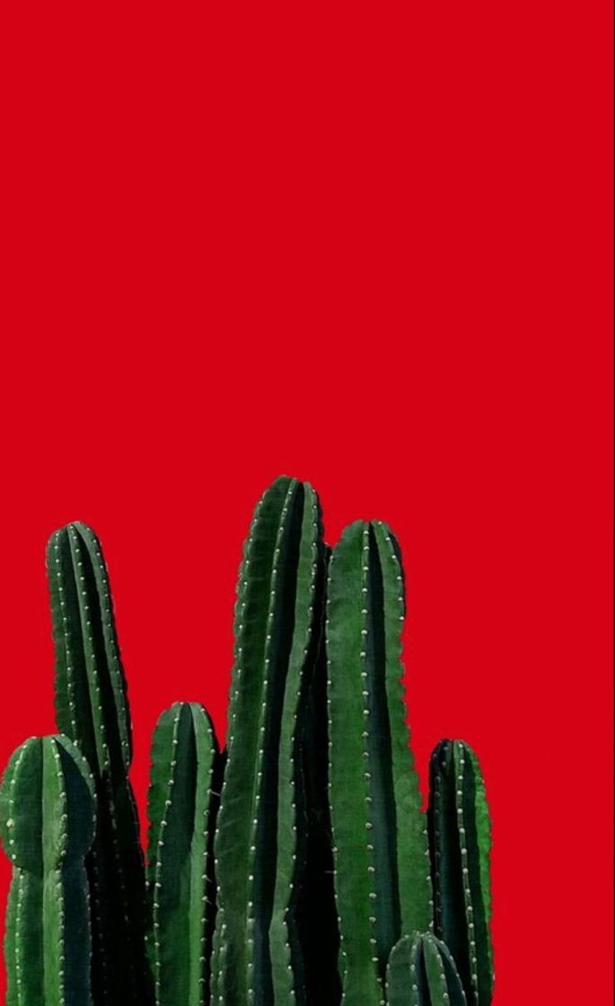 Moda Wallpaper cactus 🌵 