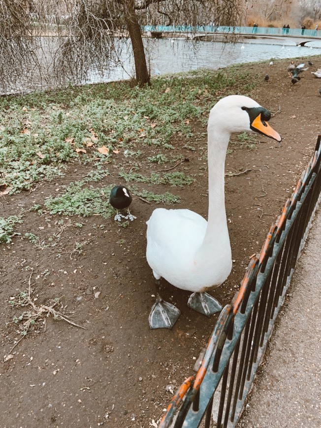 Lugar St. James's Park