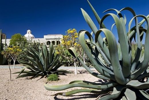 Jardín Etnobotánico de Oaxaca