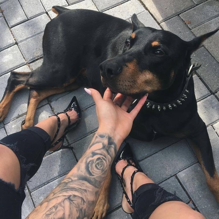 Social Cão de guarda 🐕‍🦺