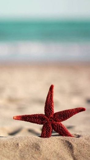 starfish⭐🐠