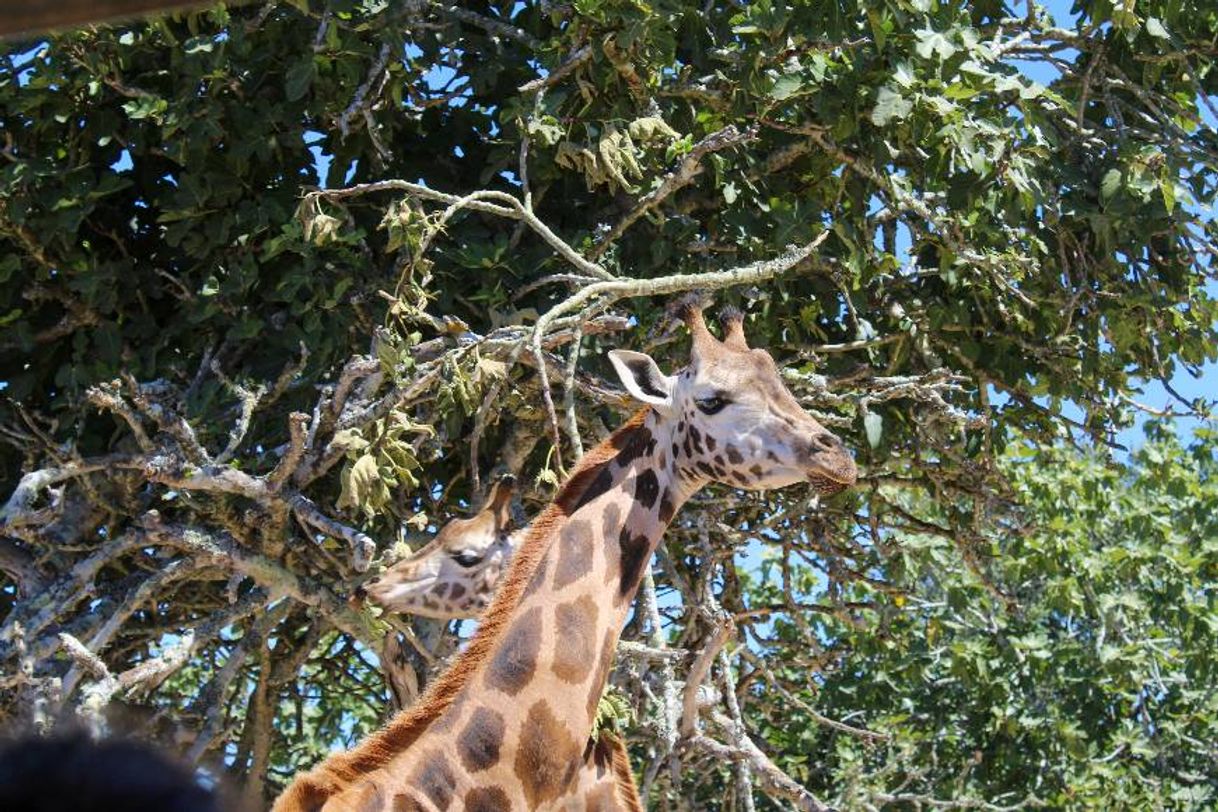 Lugar Badoca Safari Park