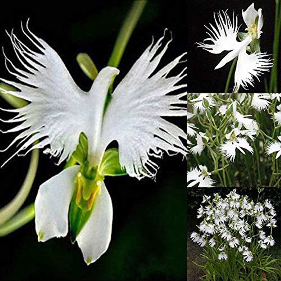 Product Soteer Seed House - Japanese White Birdflower Seeds"Habenaria Radiata" Orchid Semillas de