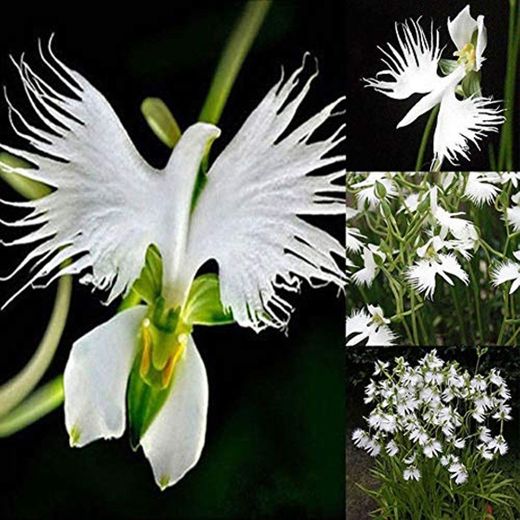 Soteer Seed House - Japanese White Birdflower Seeds"Habenaria Radiata" Orchid Semillas de