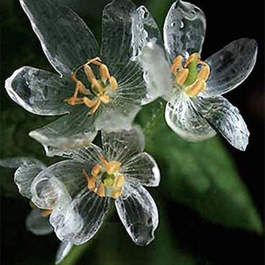 Dovlen 200pcs Raro Exótico Blooming Plantas Transparente Flores Semillas Diphylleia Semilla