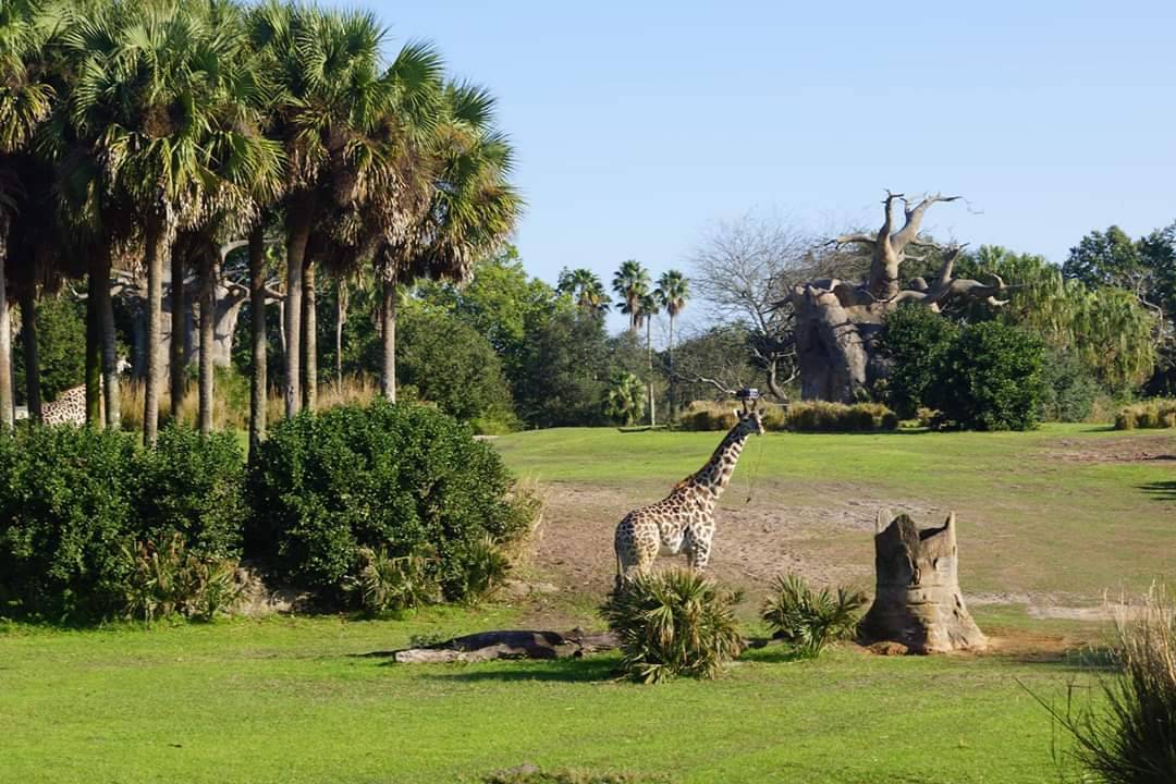 Place Animal Kingdom