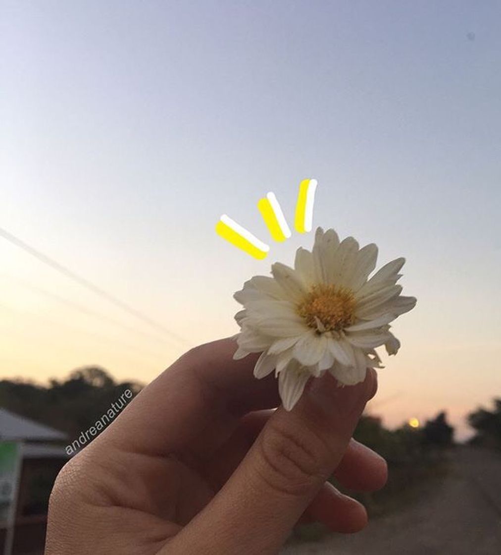 🌼