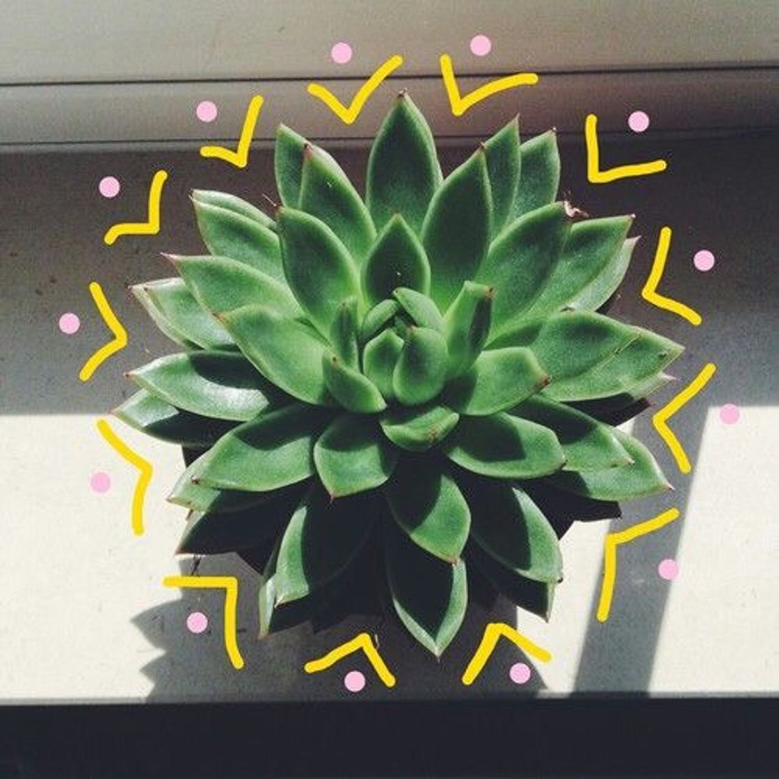 Suculenta🌵