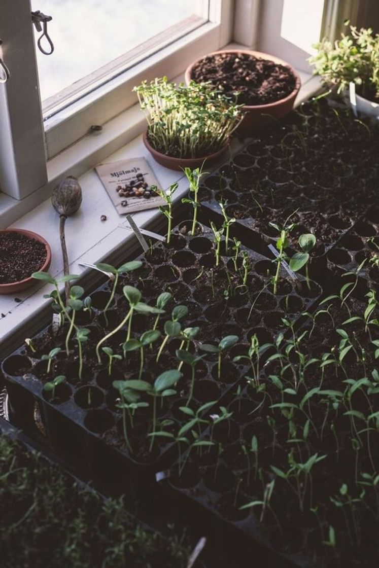 🌱