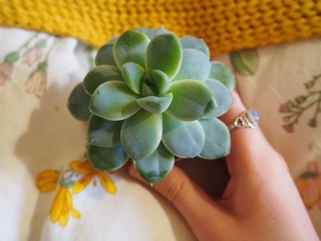 Suculenta