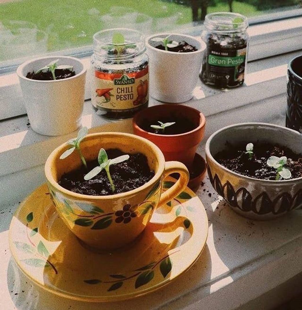 Planta🌱