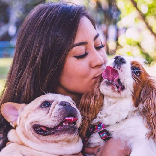 Tudo sobre cachorros