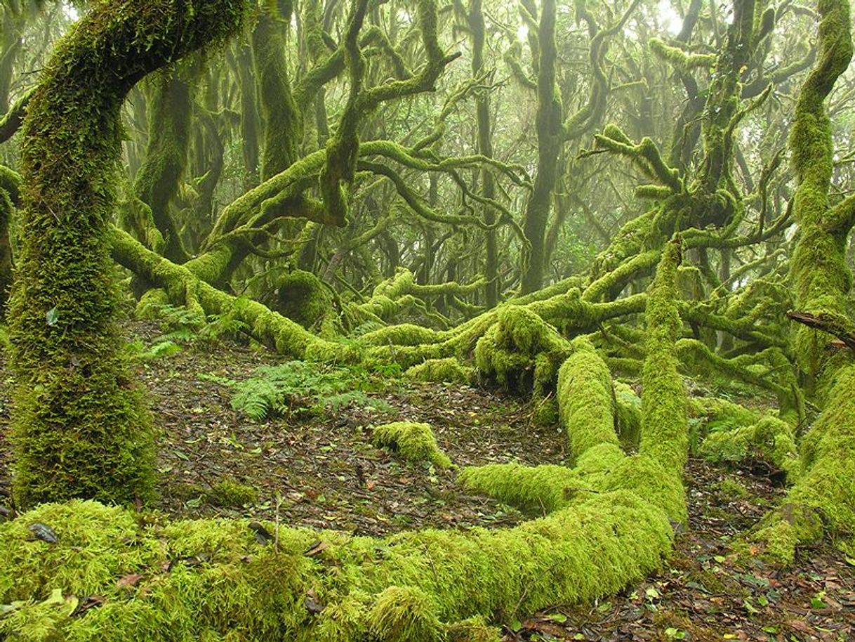 Lugar Parque Nacional de Garajonay