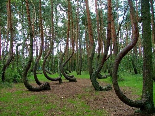 Place Crooked Forest