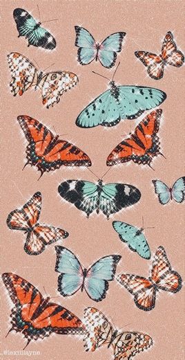 butterfly 🦋 