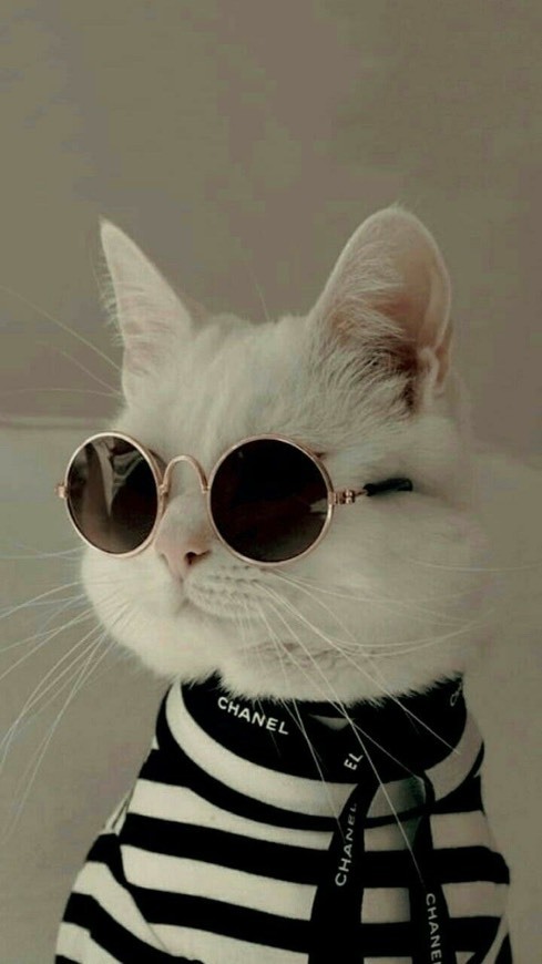 Fashion cat 