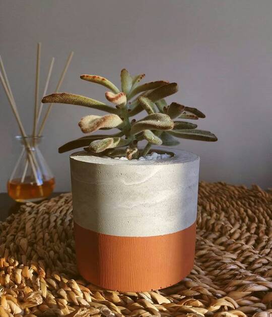 Cactos