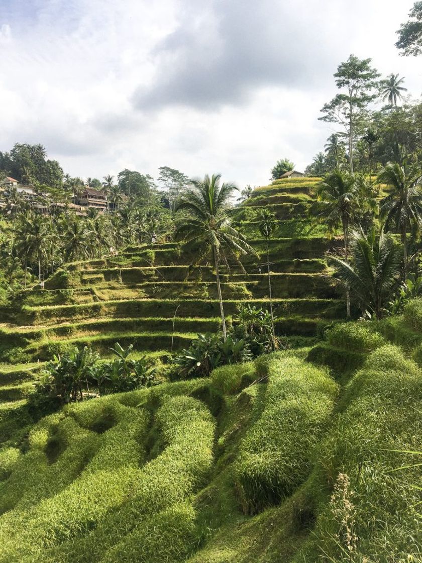 Place Tegallalang Rice Terrace