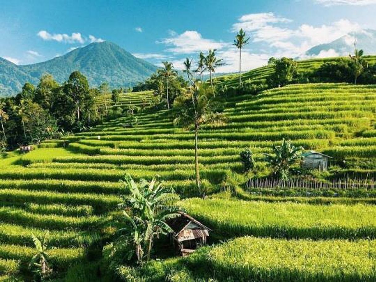 Place Jatiluwih Rice Terraces