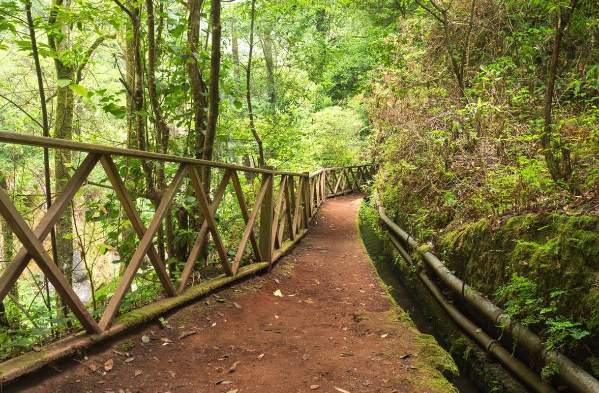 Place Bosque de Los Tilos