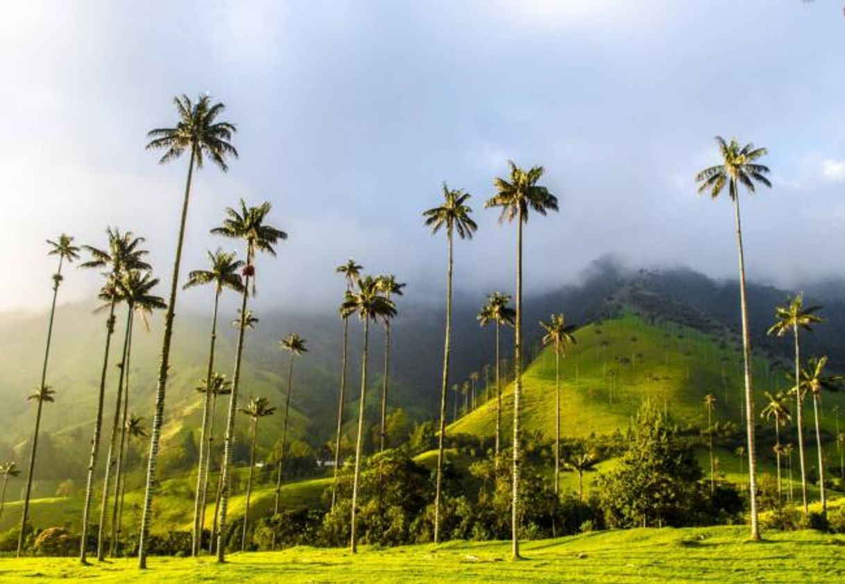 Restaurantes Valle Del Cocora