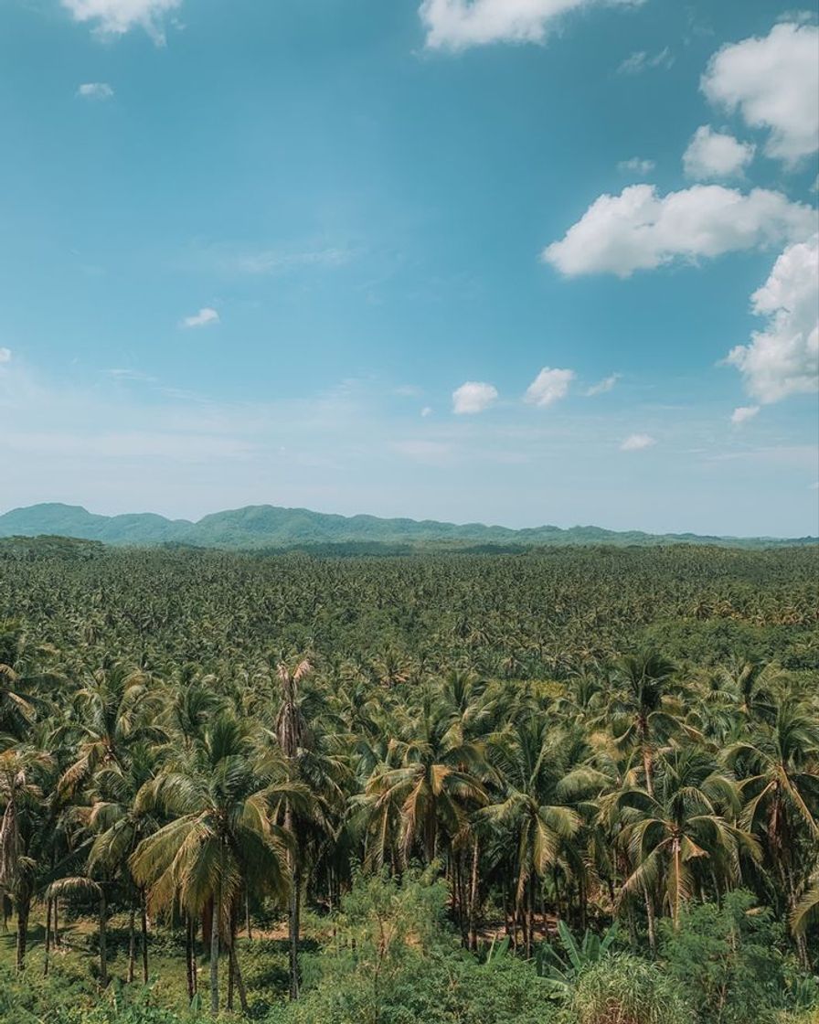 Restaurantes Coconut Trees View Deck