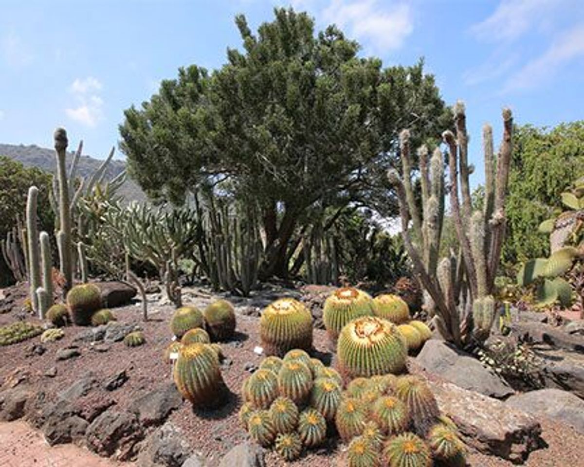 Lugar Jardín Botánico Viera y Clavijo