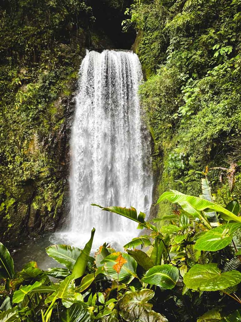 Lugar El Tigre Waterfalls Monteverde