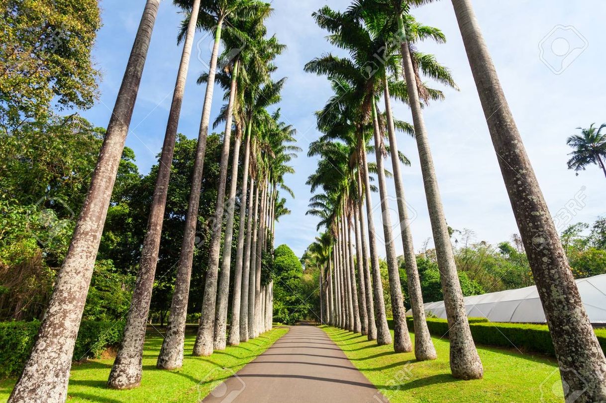 Places Royal Botanic Gardens