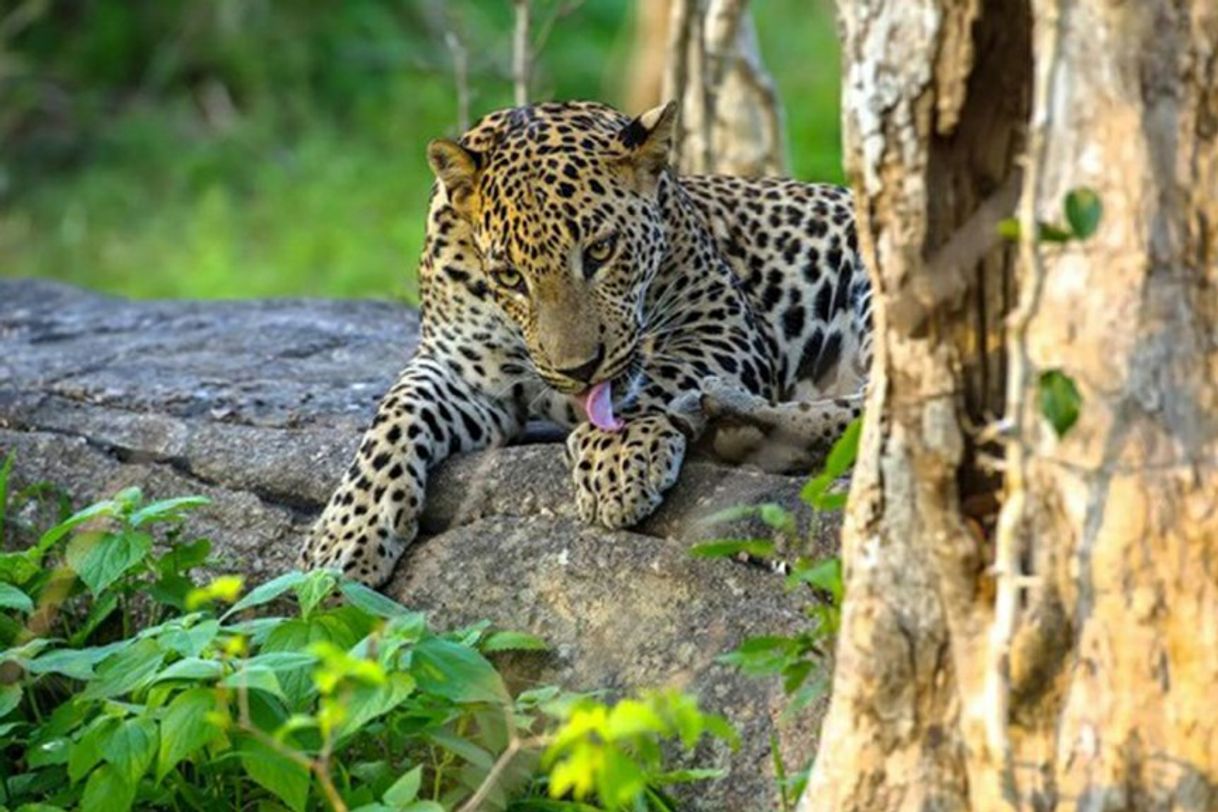 Places Yala National Park