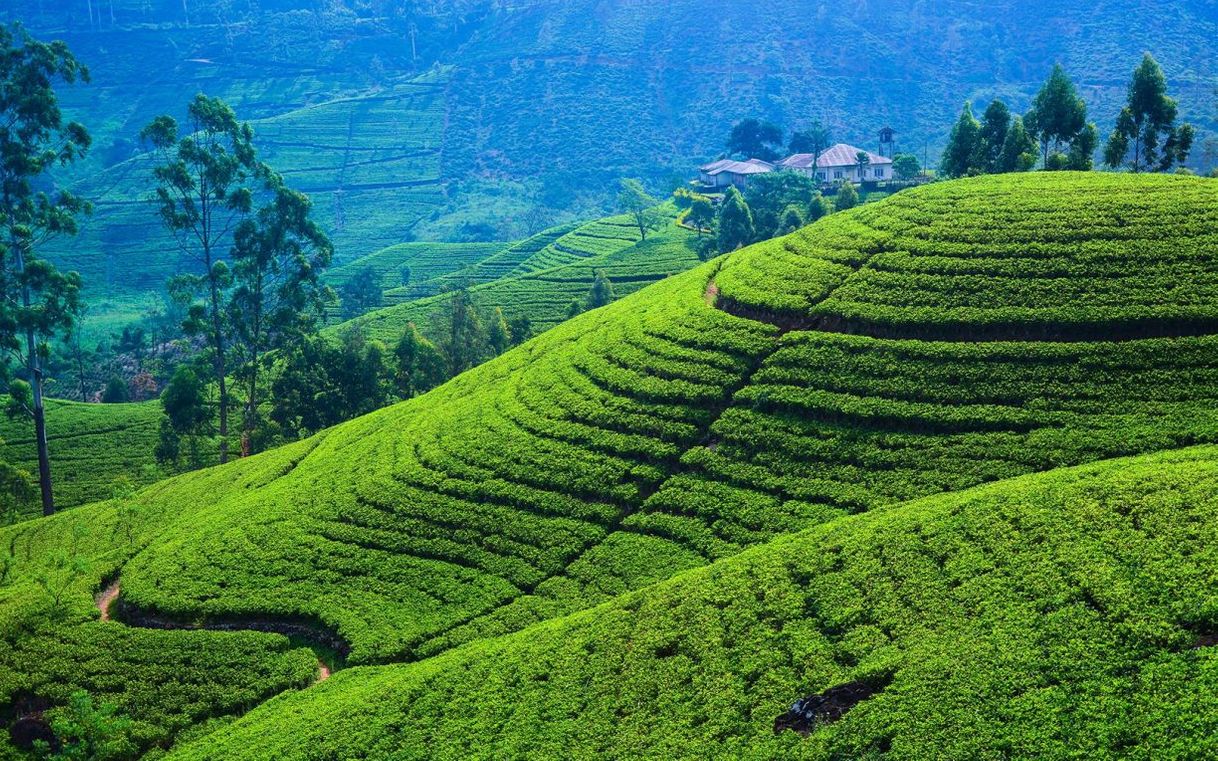 Lugares Nuwara Eliya