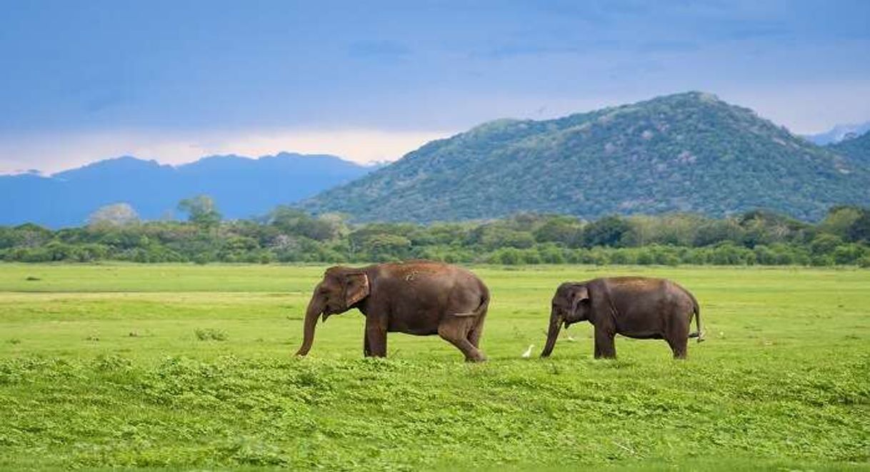 Lugares Kaudulla National Park