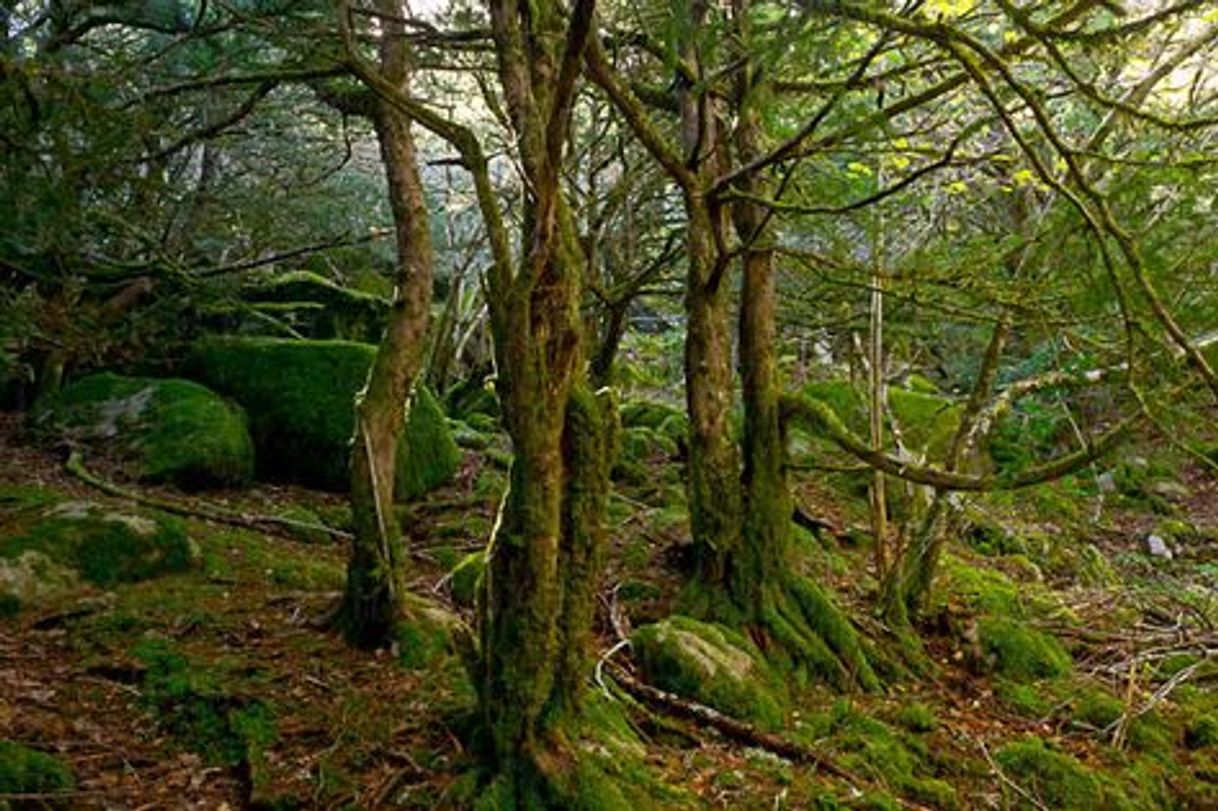 Local Bosque Tejedelo
