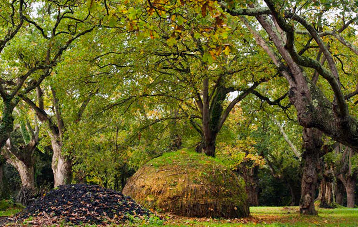 Place Jardín Botánico Atlántico