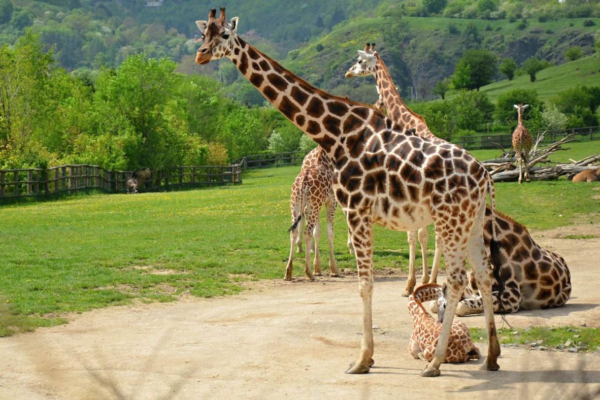 Place Zoo Barcelona