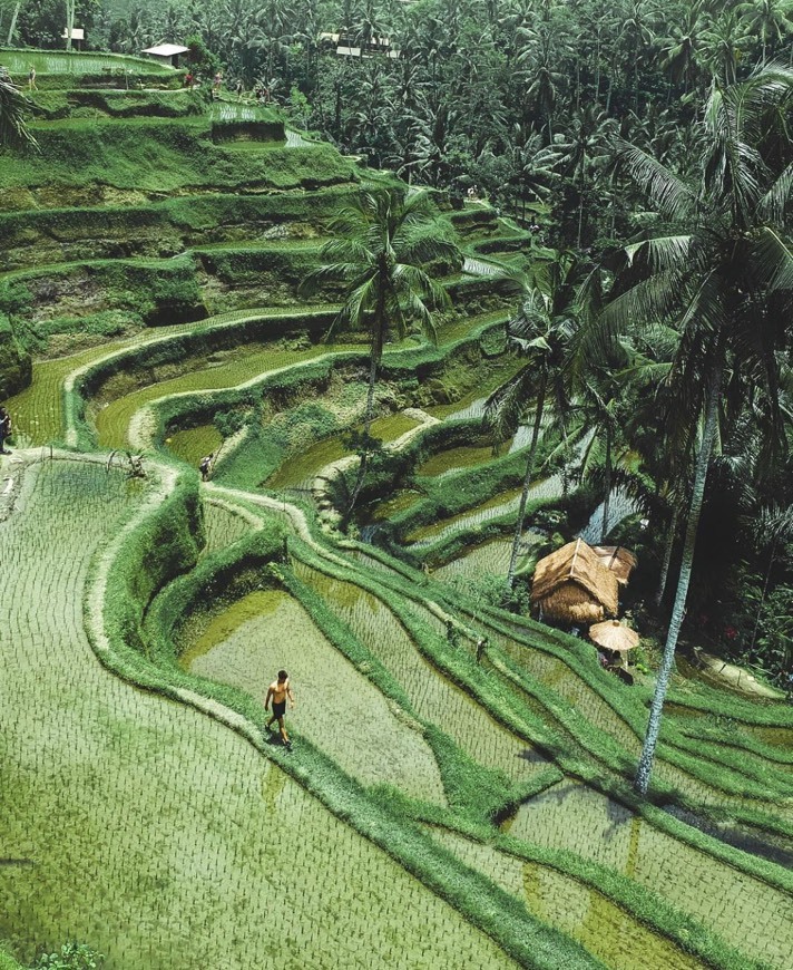 Fashion Tegalalang Rice Fields (Bali)