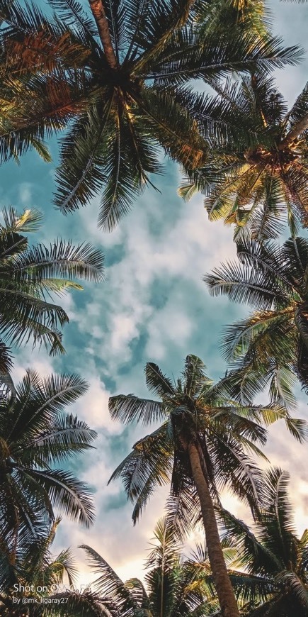 Paisagem 🌴