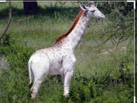 Girafa Rara😍😍😍😍