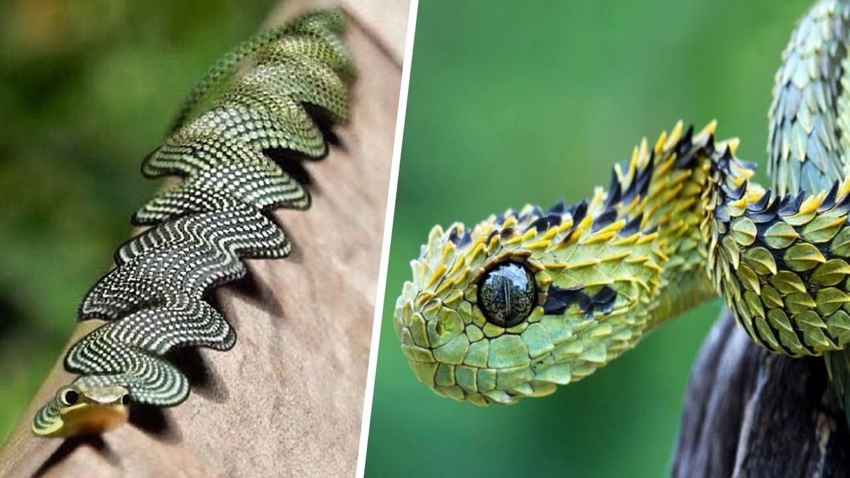 Serpientes más raras del mundo