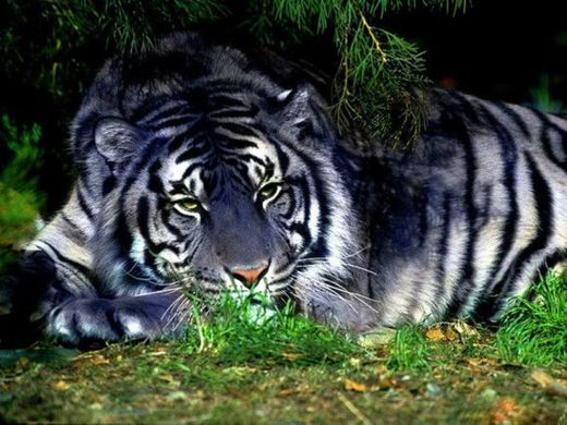 El tigre maltés... ¿Existen los tigres azules?