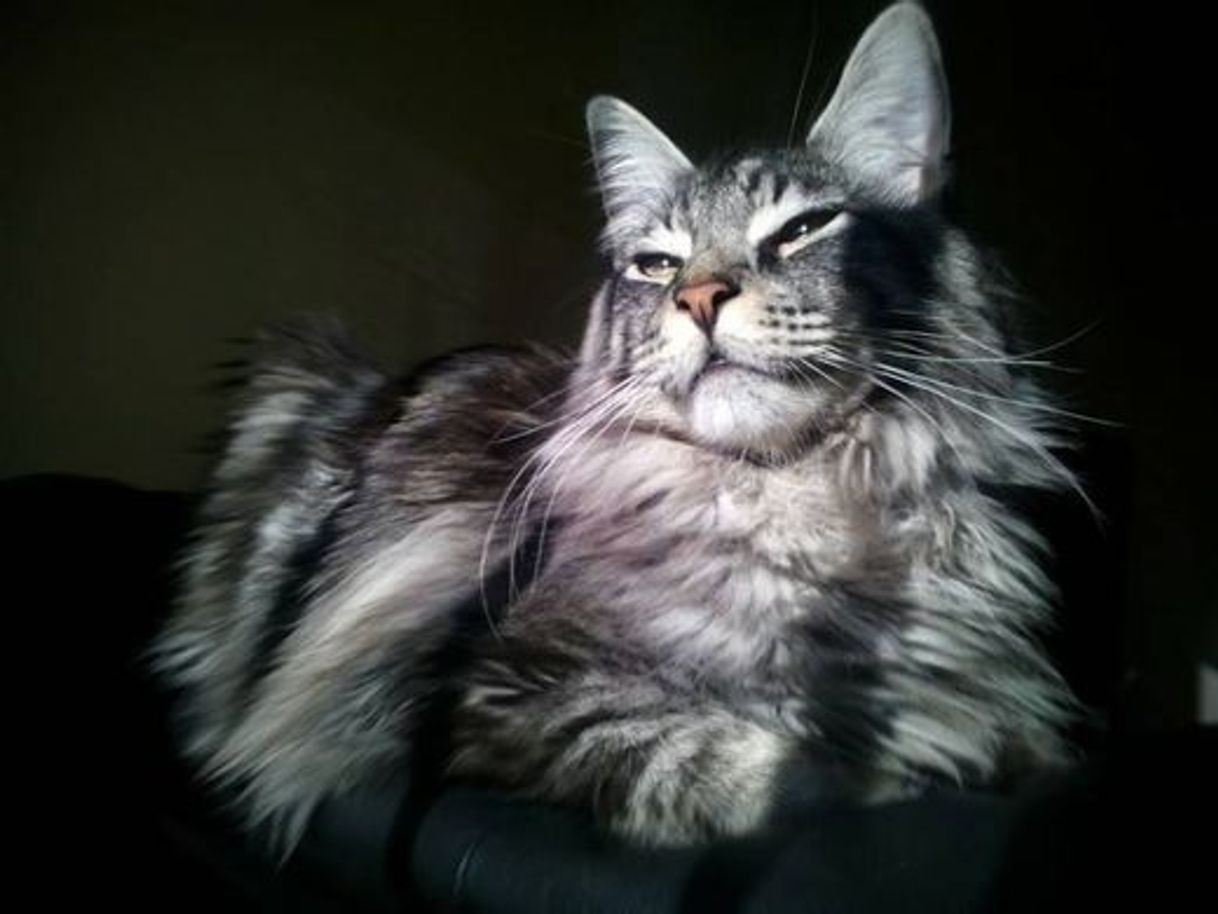 Moda maine coon