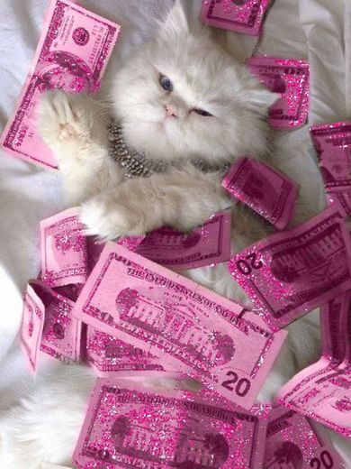 Gato no dinheiro rosa