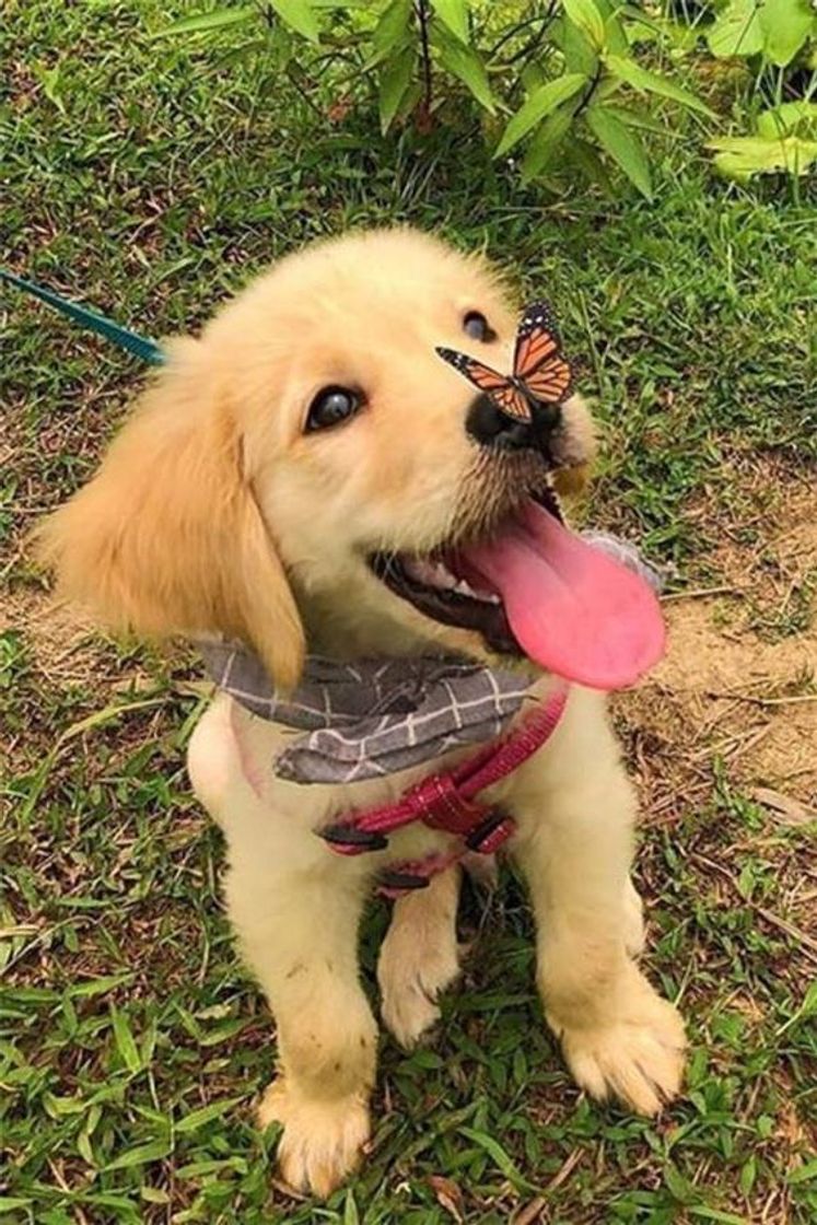 Moda Cachorro com borboleta