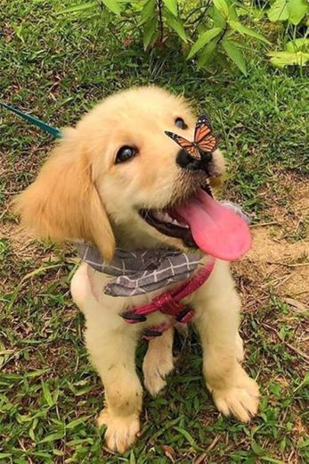 Cachorro com borboleta