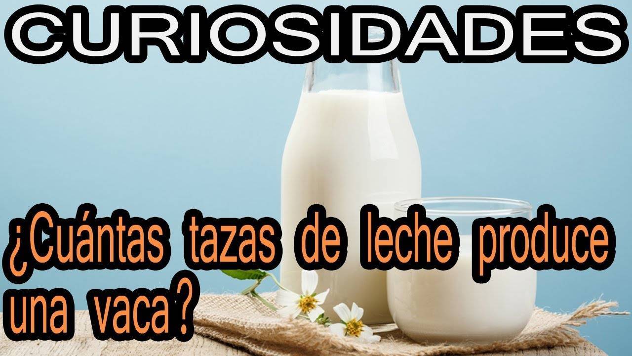 Moda Curiosidades De La Leche