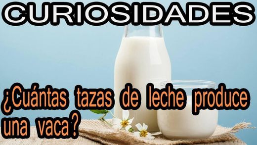 Curiosidades De La Leche