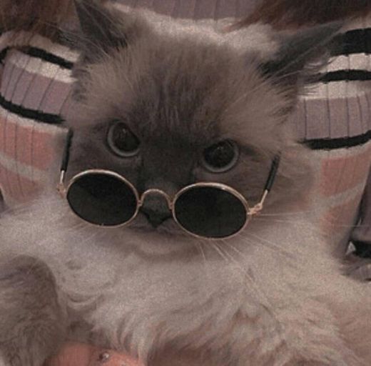 Gato de óculos 😍